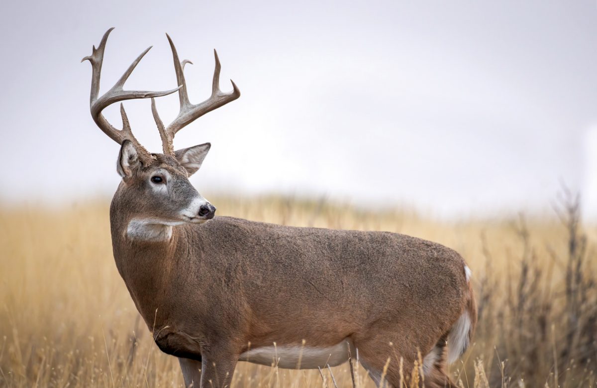 A whitetail deer stands alert, observing his surroundings.