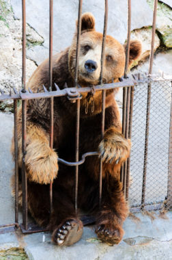 This bear is seen in captivity. Not only is it obviously not where the bear should be, but it also looks very uncomfortable. 
