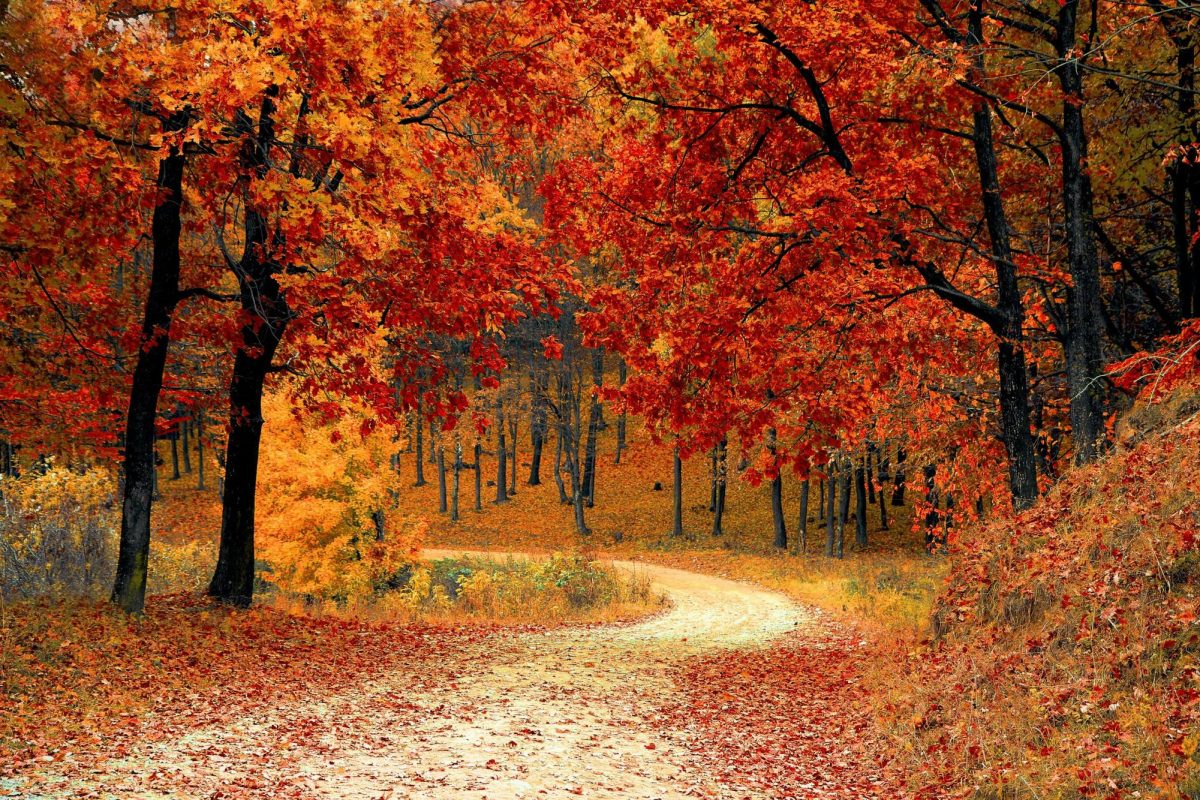 Rochester's favorites: fall edition